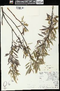 Salix petiolaris image