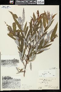 Salix petiolaris image