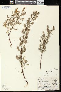 Salix petiolaris image