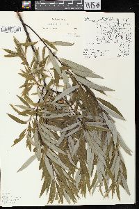 Salix petiolaris image