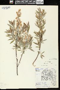 Salix petiolaris image