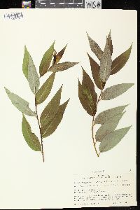 Salix serissima image