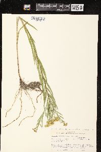 Euthamia graminifolia var. graminifolia image