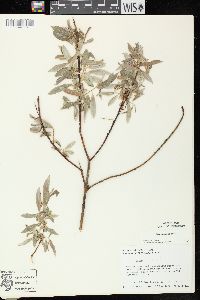 Salix petiolaris image