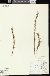 Salix petiolaris image