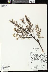 Salix petiolaris image