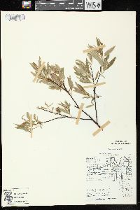 Salix petiolaris image