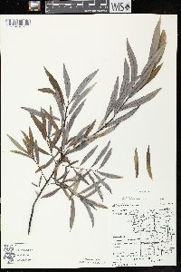 Salix petiolaris image