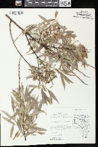 Salix petiolaris image