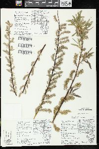 Salix petiolaris image