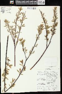 Salix petiolaris image