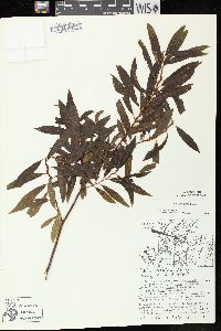 Salix petiolaris image