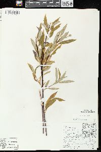 Salix petiolaris image