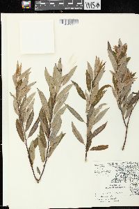 Salix petiolaris image