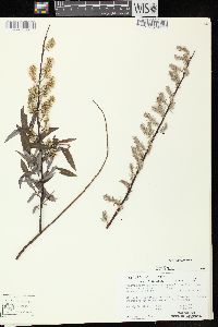 Salix petiolaris image