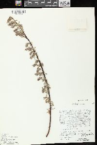 Salix petiolaris image