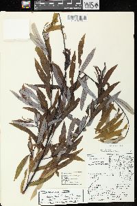 Salix petiolaris image