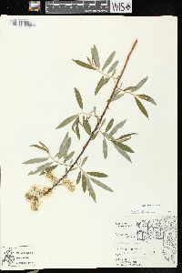 Salix petiolaris image