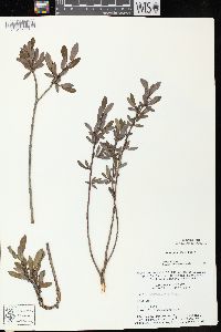 Salix pedicellaris image