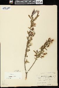 Salix pedicellaris image