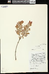 Salix pedicellaris image