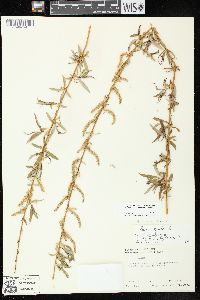 Salix x sepulcralis image