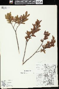 Salix pedicellaris image