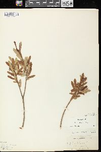 Salix pedicellaris image