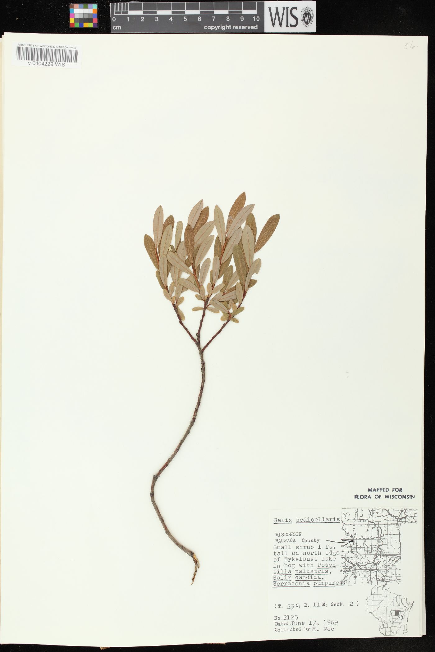 Salix pedicellaris image