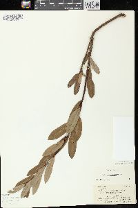 Salix pedicellaris image