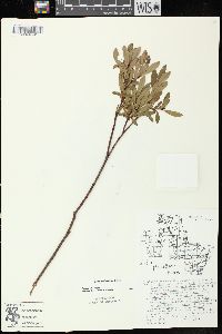 Salix pedicellaris image