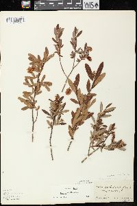 Salix pedicellaris image