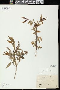 Salix nigra image