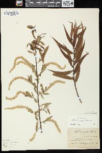 Salix nigra image