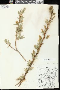 Salix serissima image