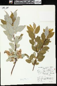 Salix pyrifolia image