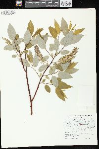 Salix pyrifolia image