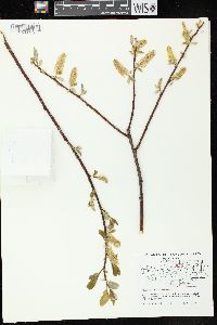 Salix pyrifolia image