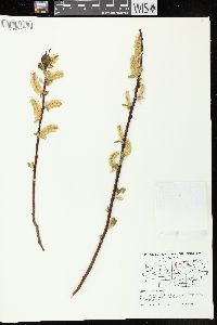 Salix pyrifolia image