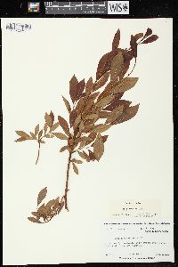 Salix discolor image