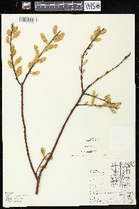 Salix discolor image