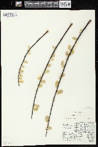 Salix discolor image