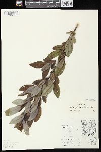 Salix myricoides image