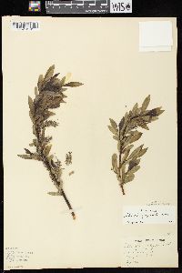 Salix myricoides image