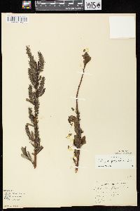 Salix myricoides image