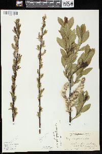 Salix myricoides image