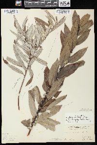 Salix myricoides image