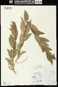 Salix myricoides image