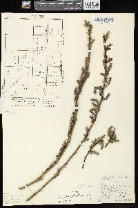 Salix myricoides image