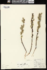 Salix myricoides image